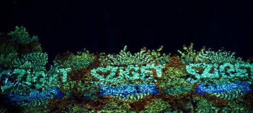 RECENZIE: Emir Kusturica, Seeed, Woodkid în a treia zi de Sziget Festival 2013 (POZE)