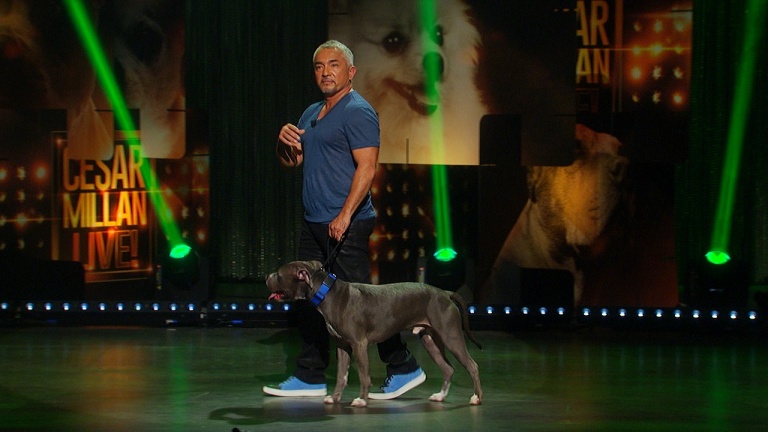 Suplimentare bilete VVIP la show-ul lui Cesar Millan de la Bucureşti